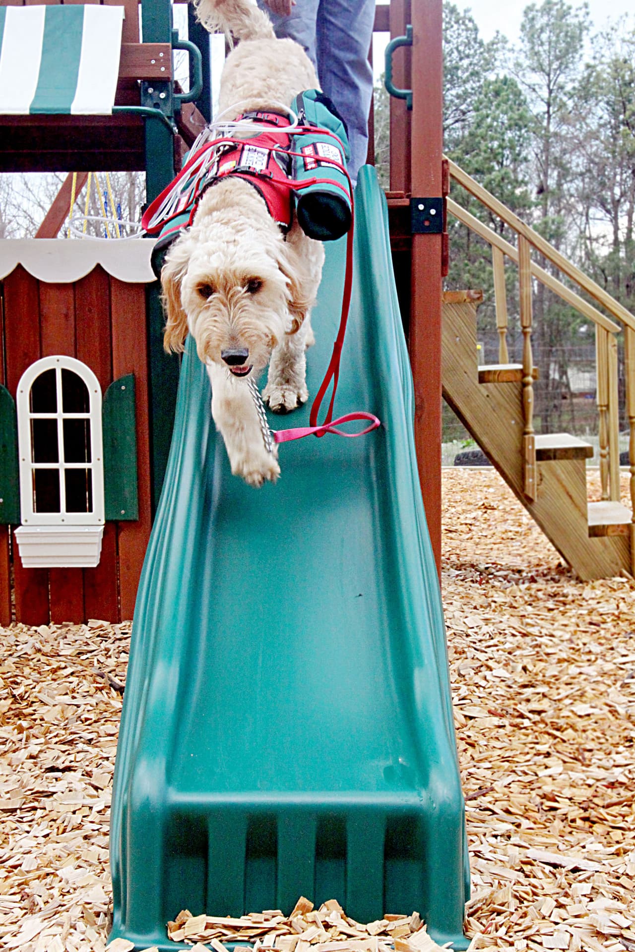 Ahora, la pequeña puede vivir gracias a su mejor amigo.