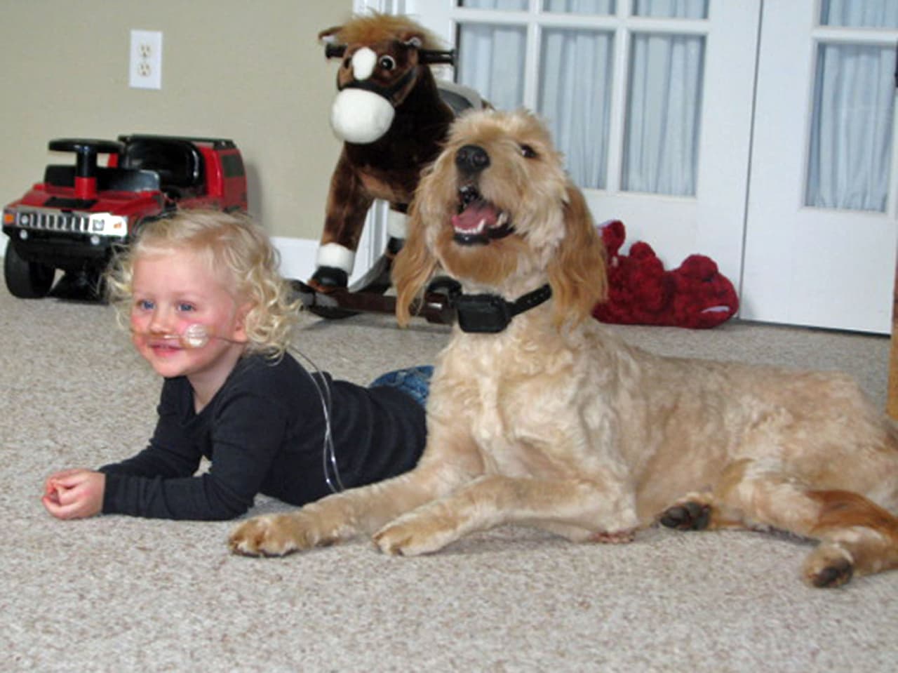 Este perrito no sólo es su mejor; además, es su protector.