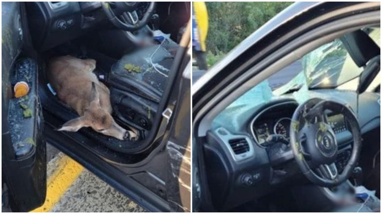 Ciervo cae y se estrella contra el parabrisas de un auto en Nueva Jersey