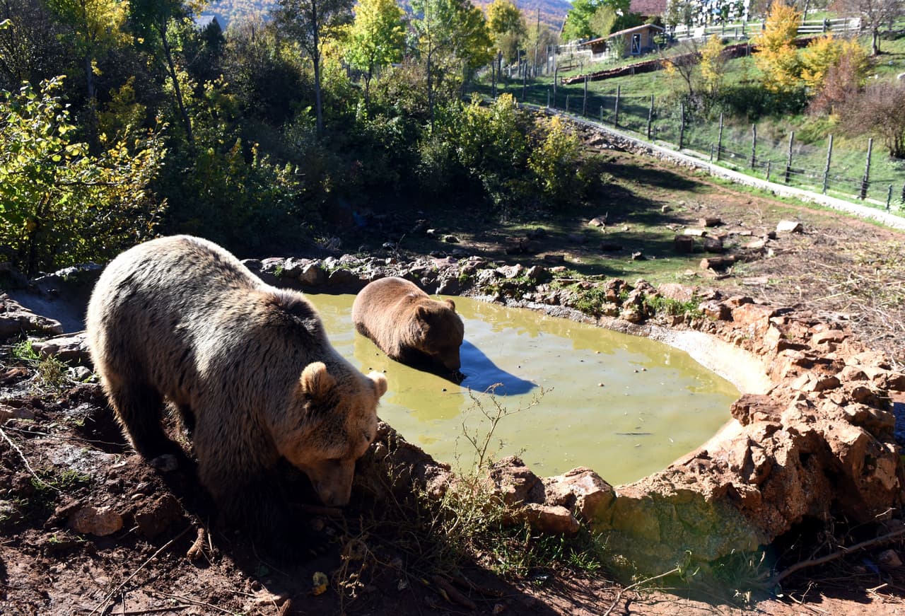 "Nuestro objetivo es proveer un refugio a las crías que perdieron a sus madres, fueron abandonados o, debido a cualquier otra razón, no pueden desarrollarse solos en estado salvaje", explica Ivan Crnkovic-Pavenka.