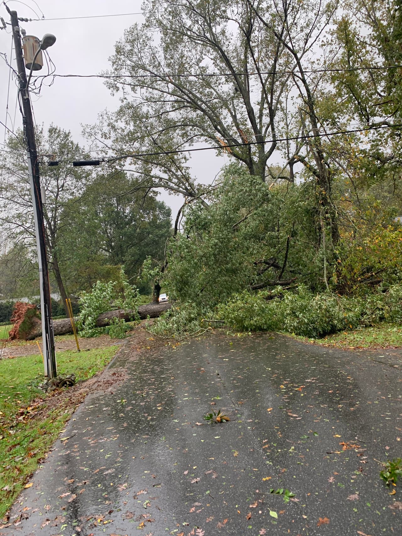 Un árbol colapsó en el '400-Blk of 8th Avenue SW'. Los empleados de la ciudad trabajan para habilitar nuevamente la arteria vial.
