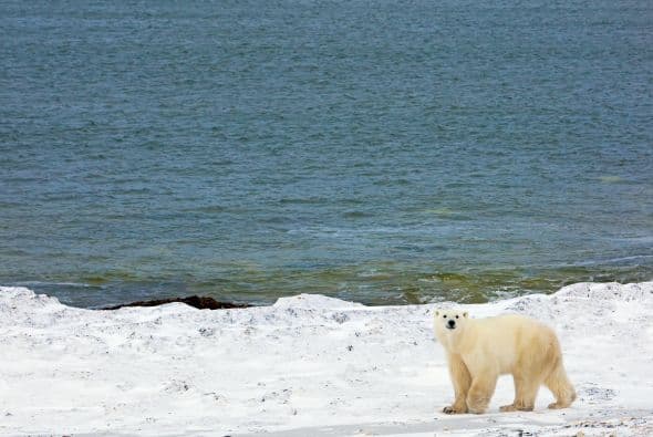 Tomemos este día para reconsiderar cómo contribuimos al cambio climático y veamos cómo podemos reducir nuestro impacto.