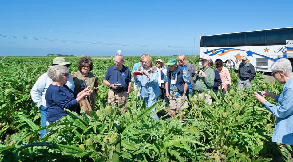 <b>Castroville, ubicada en el condado de Monterey, en la costa central del estado, es conocida por ser la capital mundial de las alcachofas</b>. Desde 1959, anualmente se celebra el 
<a href="https://www.seemonterey.com/events/food-wine/artichoke-festival/" target="_blank">Festival de Alcachofas</a>, que este año tendrá lugar el próximo 30 y 31 de mayo. Durante su última versión, la feria contabilizó 20 mil visitantes.