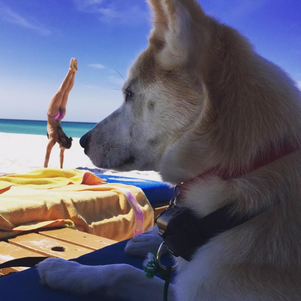 “Mamá y papá te desean un feliz Día Nacional del Perro”- Danica Patrick. (Nascar Driver)