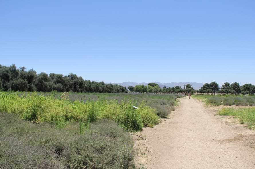 Los corredores son lo suficientemente amplios para mantener distancia entre las personas que recorren el terreno, además el paso es controlado, por lo que no verás aglomeraciones.