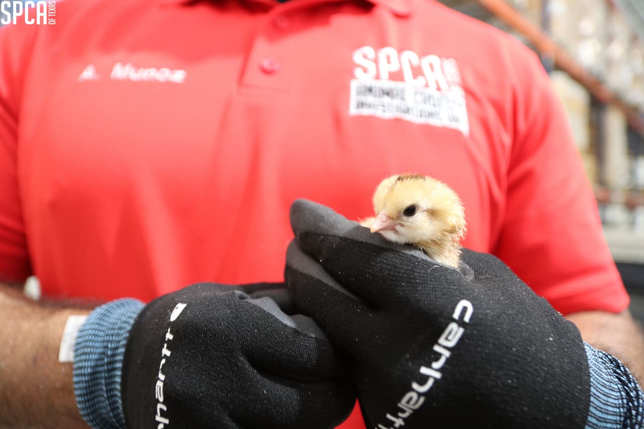 Para ayudar a apoyar el SPCA de Texas y sus esfuerzos para ayudar a los animales maltratados, descuidados y sin hogar y para apoyar los otros programas y servicios del SPCA de Texas, visite www.spca.org/helptheanimals.
<br>