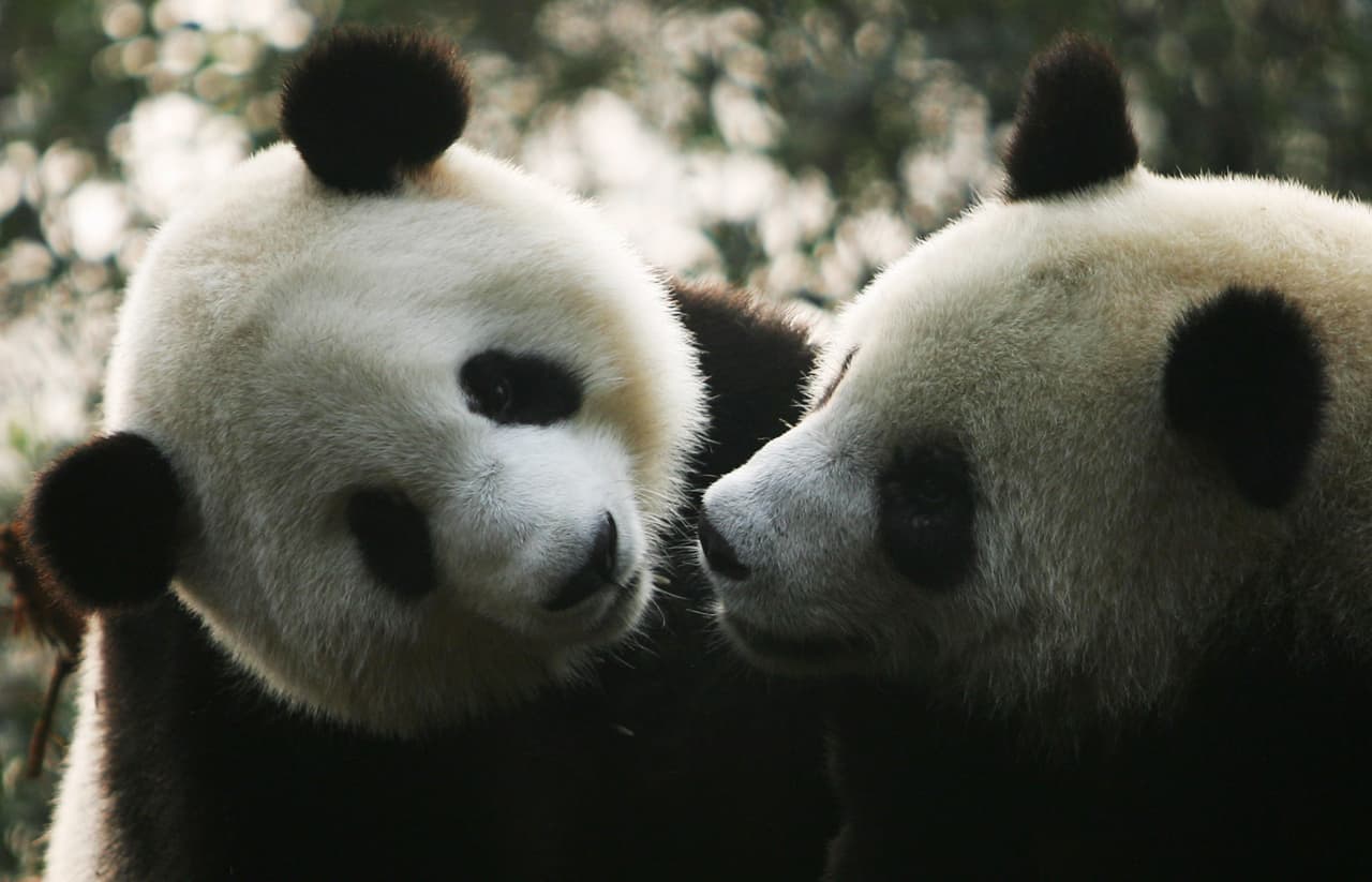 Proteger a esta especie no los beneficia únicamente a ellos. Los pandas gigantes son lo que se denomina una especie ‘sombrilla’. Esto es que su protección resulta en la protección de los hábitats que son hogar también de otros diversos y valiosos animales y plantas. Especialistas de la Universidad Estatal de Michigan aseguran que esto, en consecuencia también estimula la biodiversidad y lucha contra el cambio climático.
