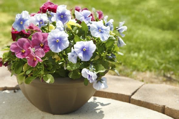 1) Pensamientos. Celeste Longacre, jardinera y autora del libro Celeste's Garden Delights, nos propuso algunos de los infaltables en su hot list de flores.