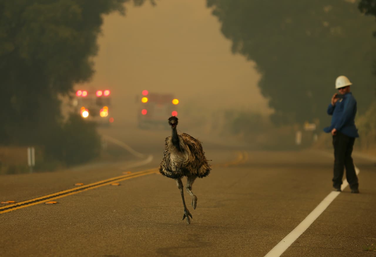 <b>California en llamas. </b>Un emú escapa de la ola de incendios forestales que se desató al sur de California. 21 de junio de 2016.