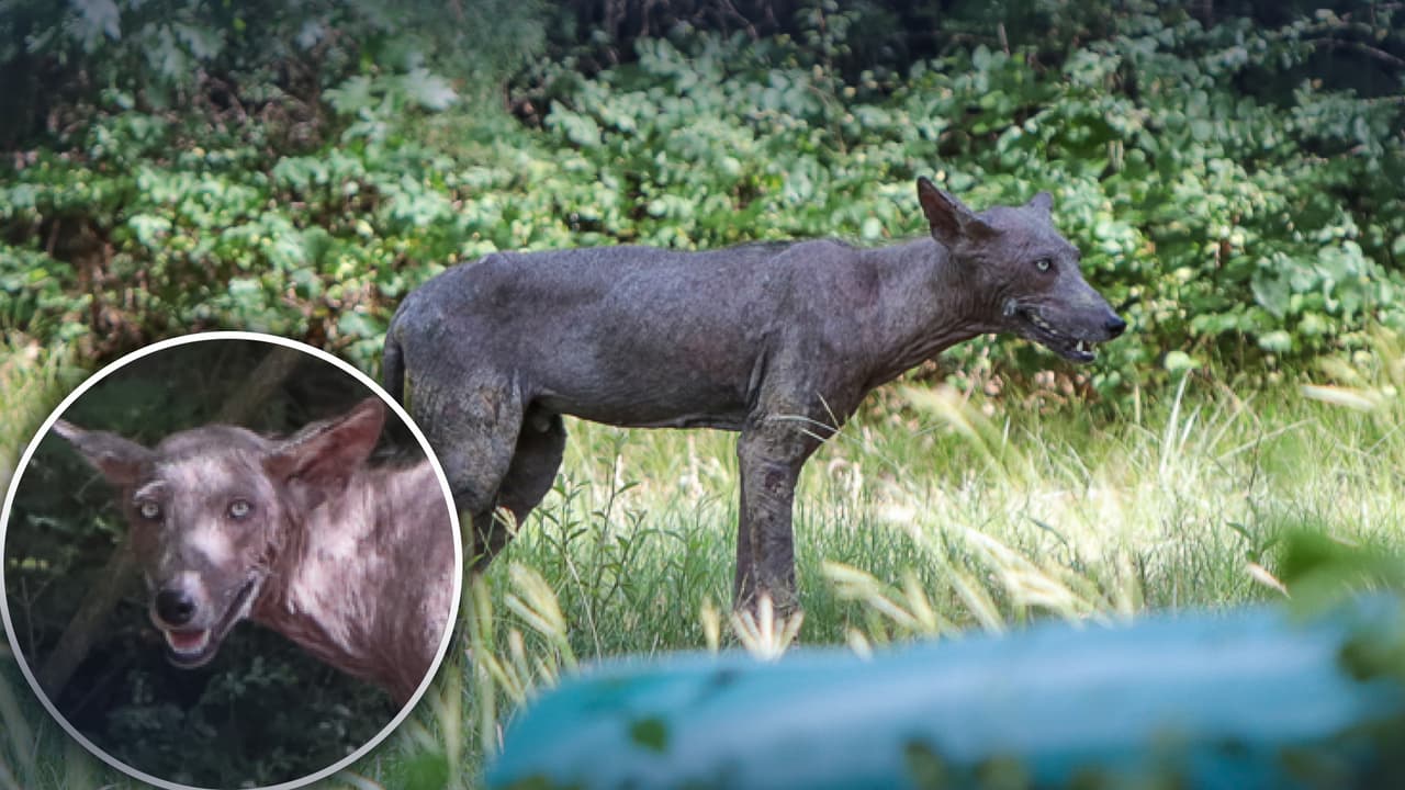 Steve Cooley, vecino de Grapevine, se sorprendió al hallar a este coyote o perro con sarna en su patio. No dudo en tomarle una fotografía con un telefoto y lo reportó a Servicios de Control Animal de Grapevine.
