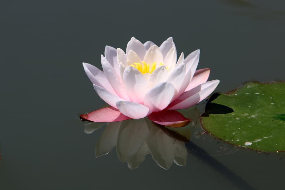 Según todo esto, la flor de loto simboliza el crecimiento del ser humano desde los estados más bajos de conciencia (surgiendo del fango) hasta los más elevados (la bella flor recibiendo el Sol).