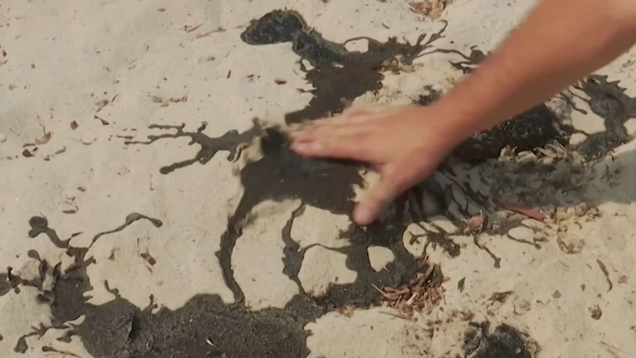 Denuncian contaminación que amenaza tortugas marinas en Campeche, México