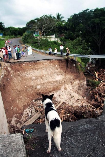 Los datos indican que por cada perro esterilizado, 3 canes fueron sacrificados.
