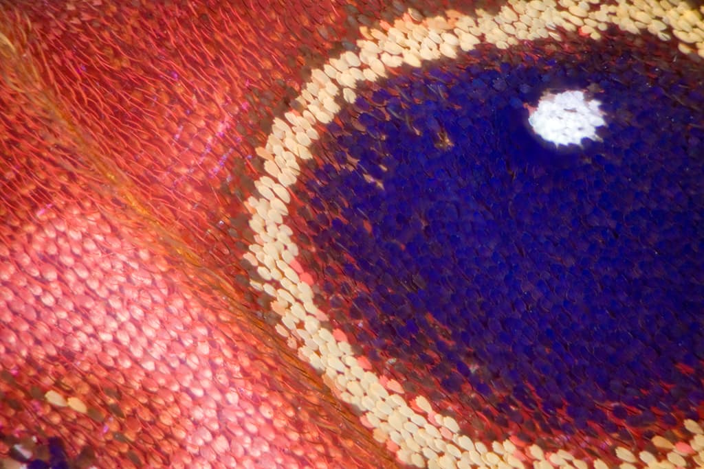 Ojo del ala de una 
<i>Citharias aurorina</i>