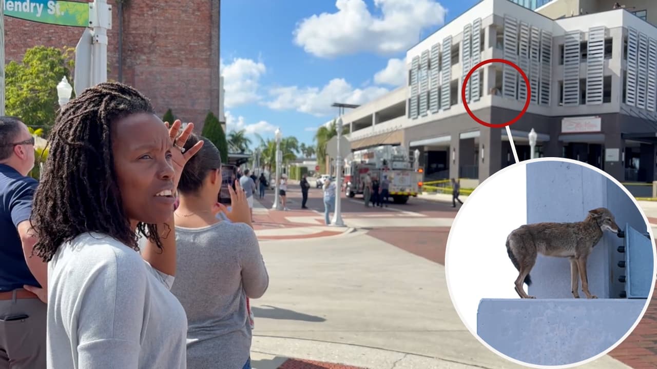 “Nunca habíamos visto esto”: coyote queda atrapado en la cornisa de un hotel en Florida