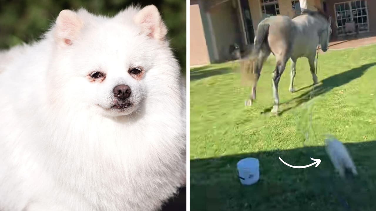 Perrito se enfrenta a caballo que se estaba comiendo sus croquetas y su pelea se hace viral