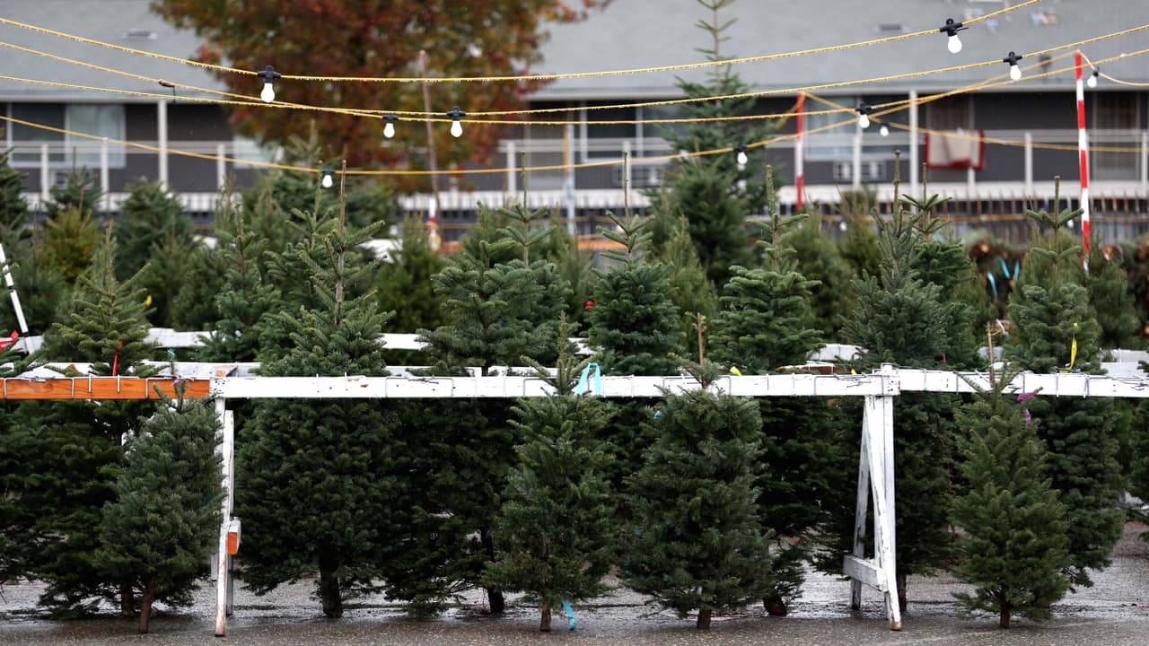 La demanda de árboles de navidad en Bakersfield comenzó temprano y con fuerza