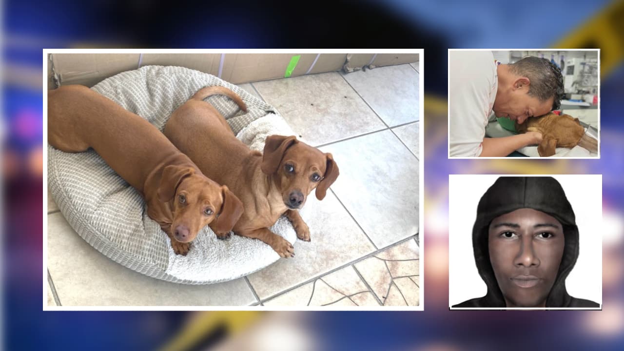 Arrestaron al sospechoso que mató un perro a disparos en un robo en Tampa 