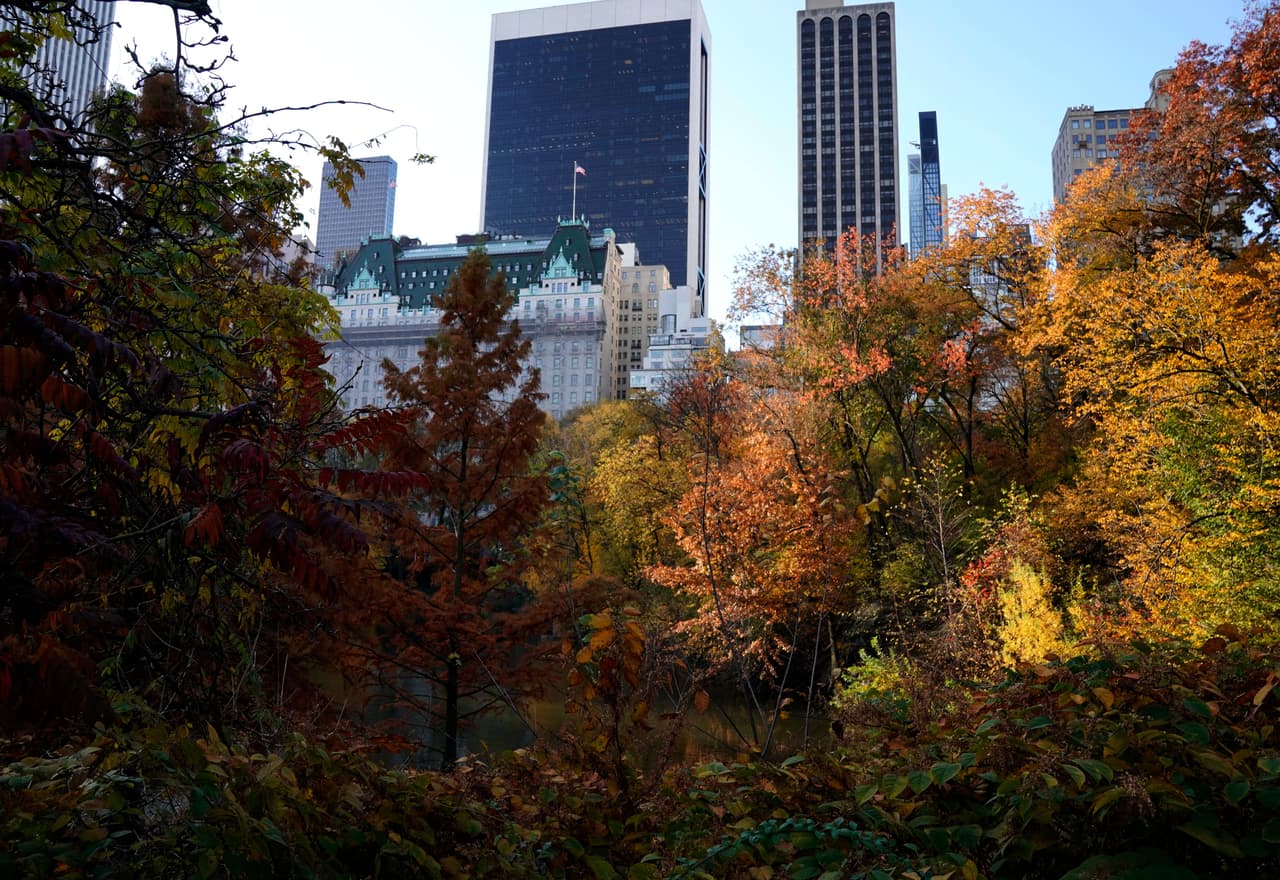 "A medida que los días se vuelven más cortos y las noches son más frescas, comenzamos a ver variación. La clorofila se desintegra y deja de nutrir a las hojas y entonces es cuando comenzamos a ver estos cambios de colores. Así que si las temperaturas por las noches no son tan frías o si tenemos mucha precipitación, entonces no vamos a ver tanto cambio en los colores", subraya Ellis.