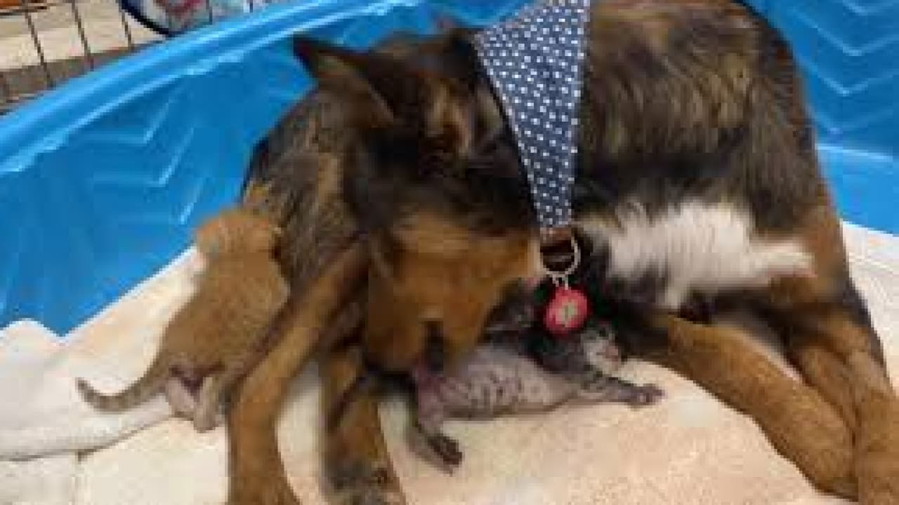 Los amorosos cuidados de una perrita que sufrió la pérdida de su camada y adoptó a tres gatos bebés