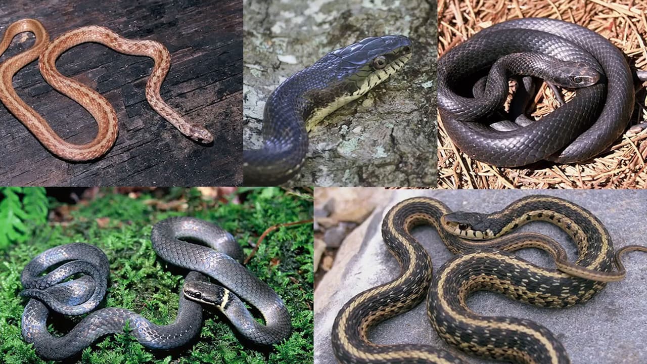 De las 46 especies de serpientes que se han identificado en Georgia, al menos seis son vistas con frecuencia en los patios de las casas, pero de estas, solo una es venosa, según el Departamento de Recursos Naturales de Georgia.