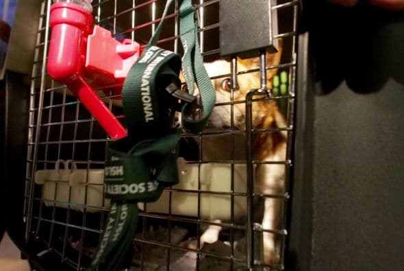 Tawny Hammond, directora del Fairfax County Animal Shelter señaló: "Existen problemas sobre el bienestar de los animales en todo el mundo y en nuestra propia región y siempre estamos dispuestos a ayudar cuando nos sea posible".