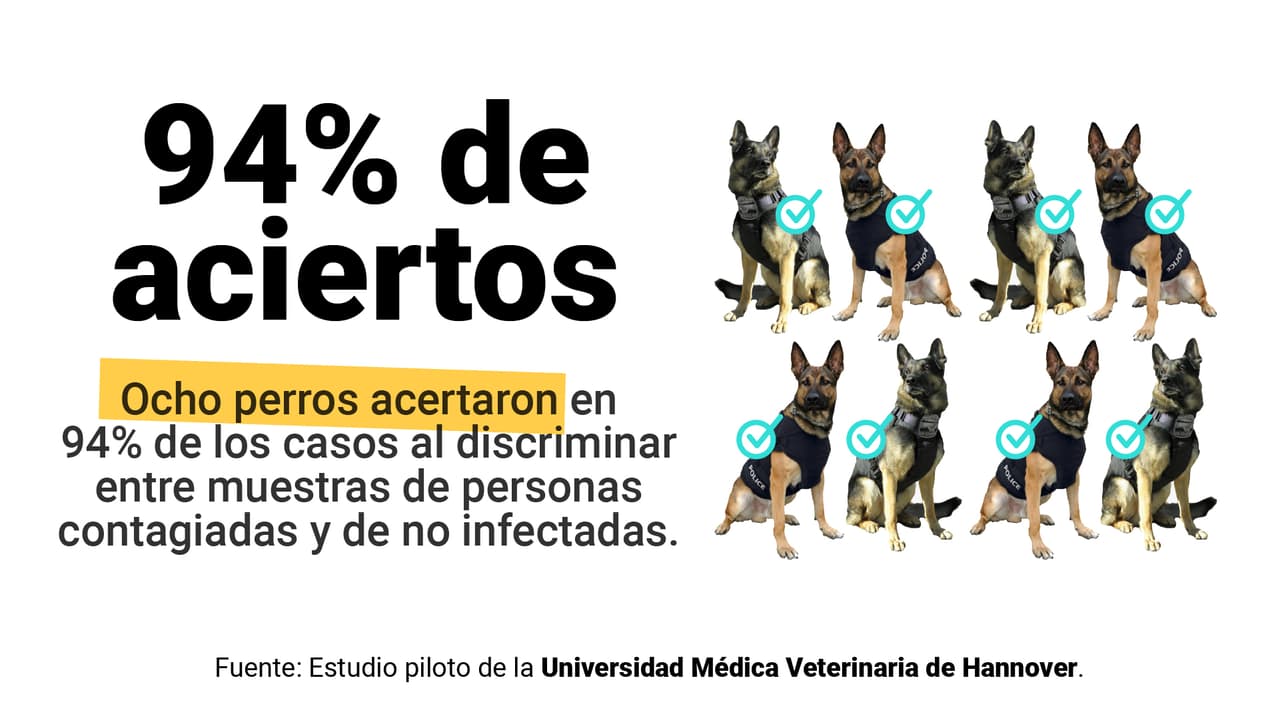 <a href="https://www.univision.com/noticias/los-perros-pueden-oler-si-alguien-tiene-el-coronavirus-esto-es-lo-que-sabemos" target="_blank">Aquí puedes leer la explicación completa</a>.
