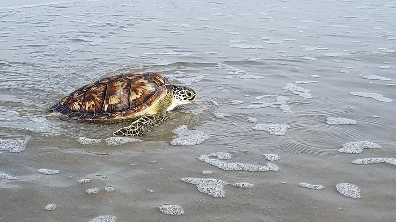 Después de ser llevada al zoológico para su cuidado por veterinarios, fue devuelta a Galveston para esperar un tiempo más que pudiera estar saludable para volver al mar.