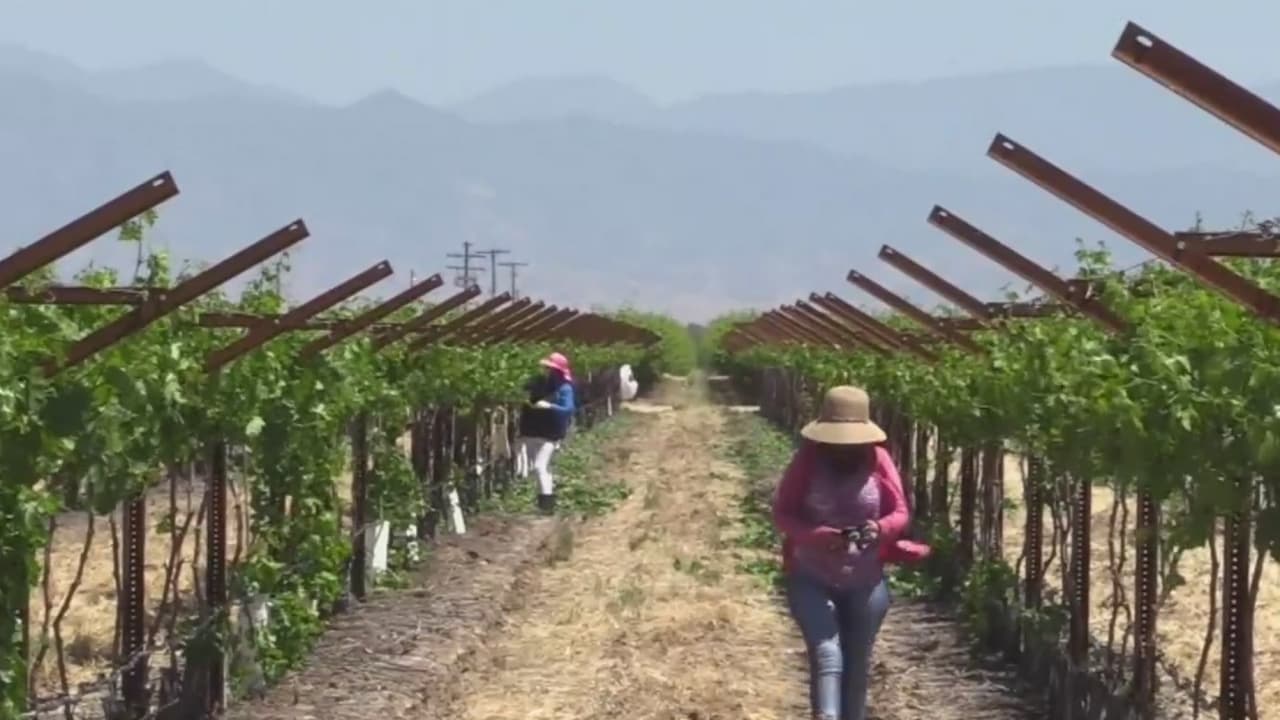 Avanza proyecto en el Congreso que podría legalizar a trabajadores del campo
