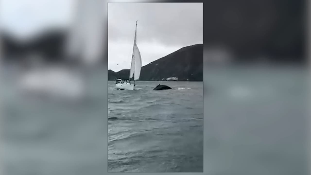 Anteriormente, algunas personas han captado acercamientos como el que revela este video. Sin embargo, el sábado, 
<b><a href="https://www.facebook.com/groups/352947586172817/" target="_blank">lo más llamativo que comentaron en Facebook </a></b> algunas personas que avistaron las ballenas desde 
<b>Linda Mar Beach</b>, fue que una ellas dio 
<b>más de 70 coletazos </b>consecutivos antes de sumarse al resto del grupo.