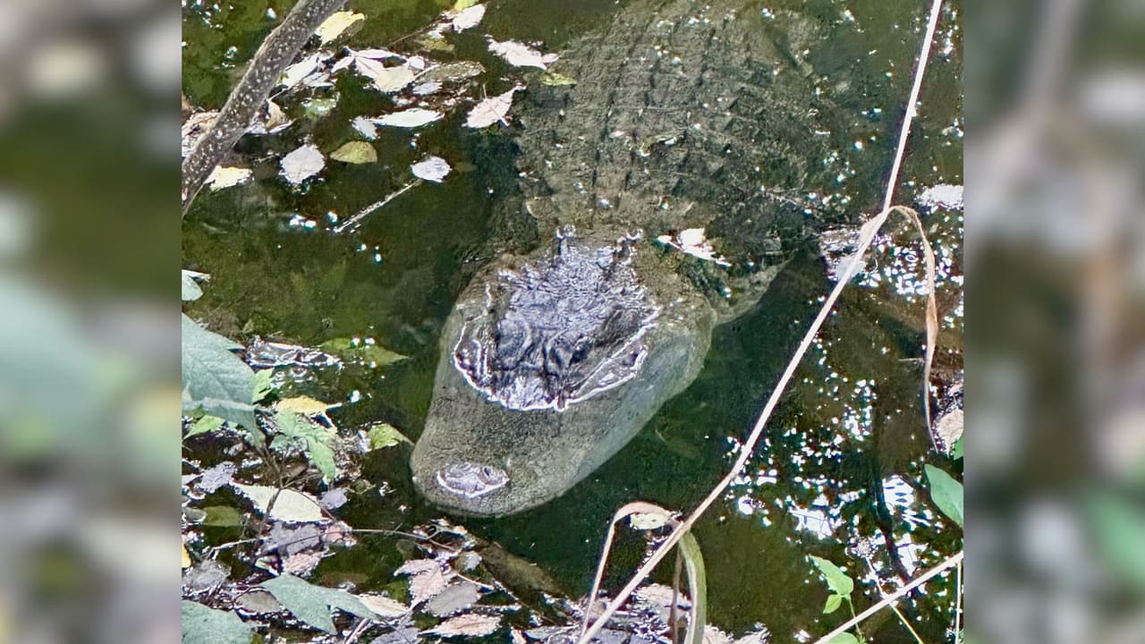 Caimán de entre 5 y 6 pies de largo tiene en alerta a la ciudad de Coppell, en Denton al norte de Texas. Este animal fue visto nadando la tarde del domingo 7 de julio en una zona concurrida. Las autoridades piden a los residentes no alimentar al animal, no intentar matarlo y evitar nadar por las noches.
