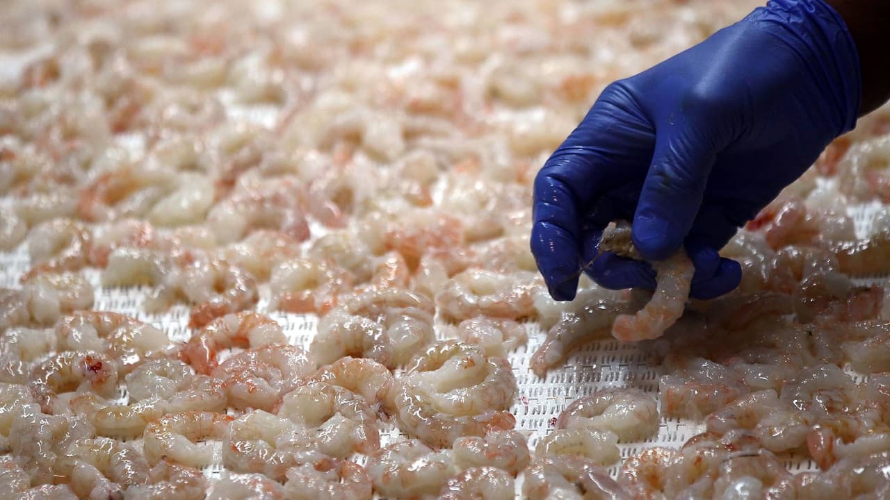 Los CDC alertan por nuevo brote de Salmonela en camarones congelados