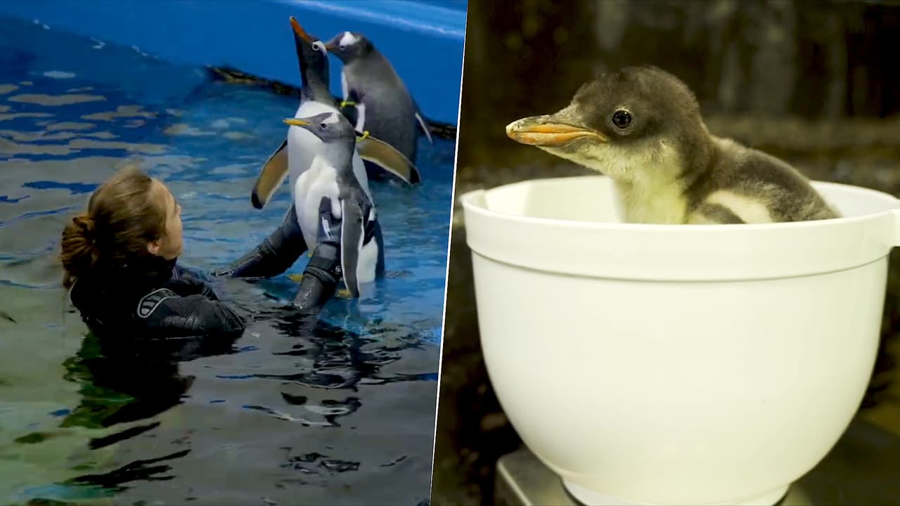 Una pingüina bebé fue a su primera clase de natación y no la pasó tan bien como imaginarías