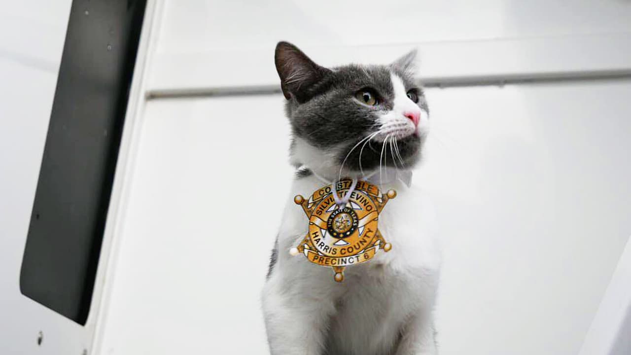 Minnie será asignada a labores similares a las de los agentes caninos K9, que ayudan en operativos antinarcóticos. No pares de leer, vienen más detalles.