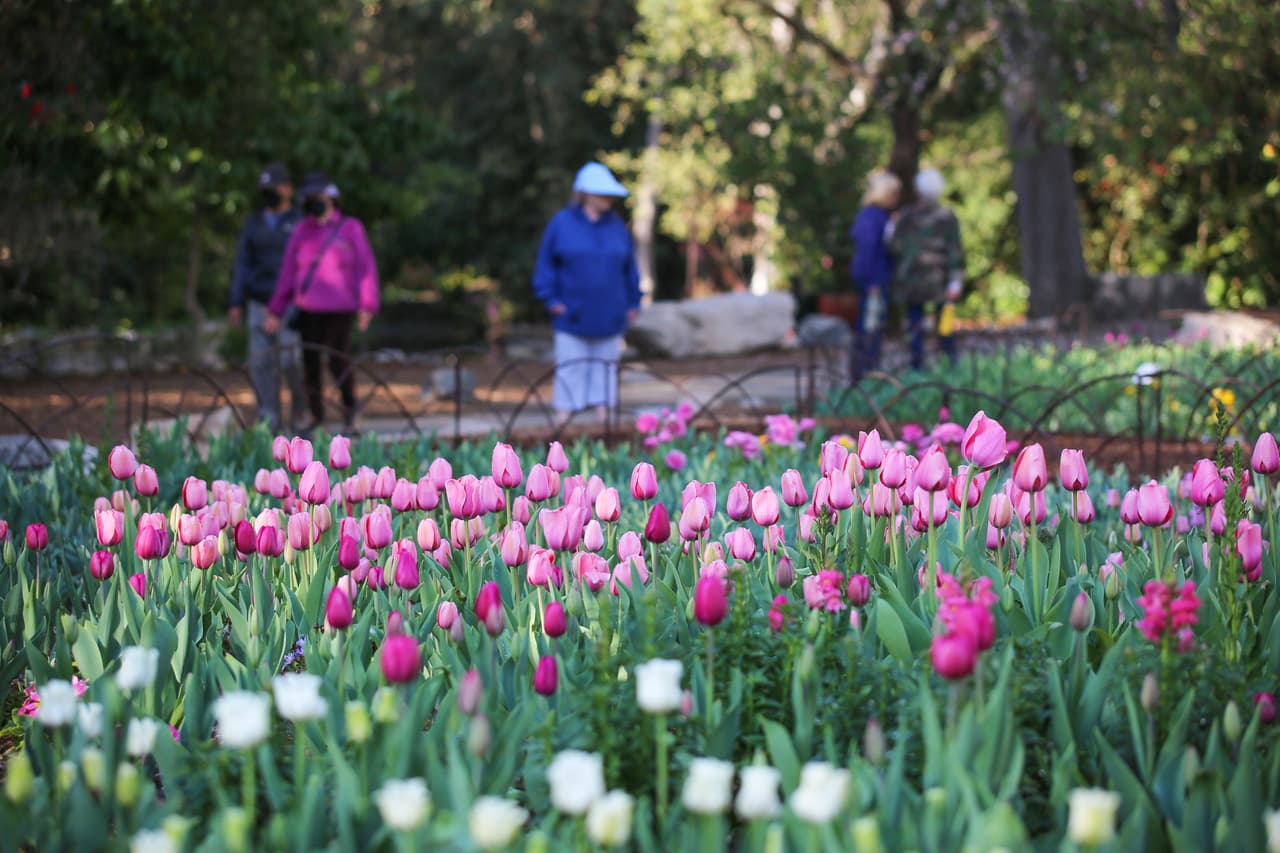 Los jardines de Descanso Gardens, ubicado en Canada Flintridge, ya están viendo los tulipanes que comenzaron a florecer durante esta semana.
