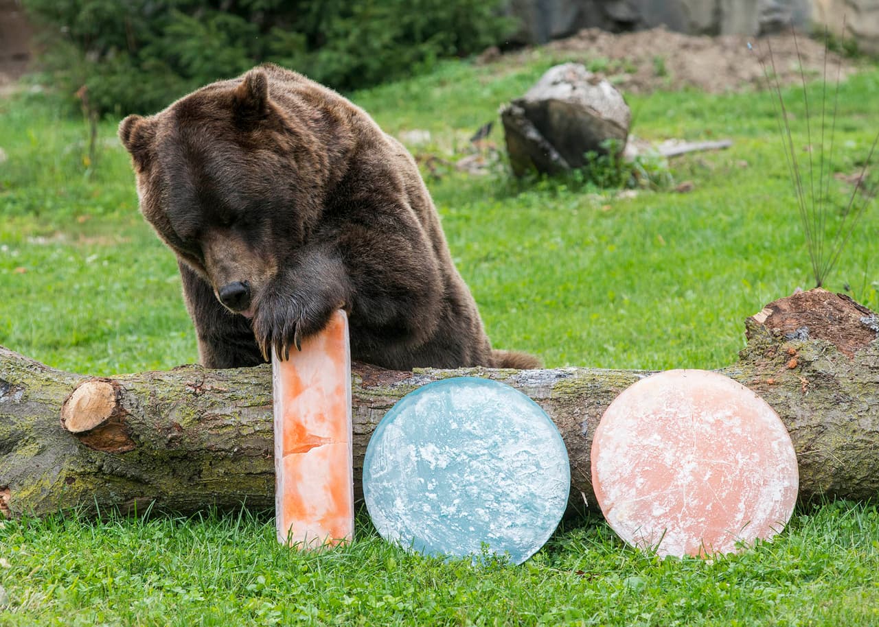 El zoológico Brookfield también celebra un aniversario especial. Este año se cumple el 100 aniversario de que Edith Rockefeller McCormick dona 83 acres de tierra a reservas forestales en el condado de Cook con el propósito de crear un zoológico moderno.