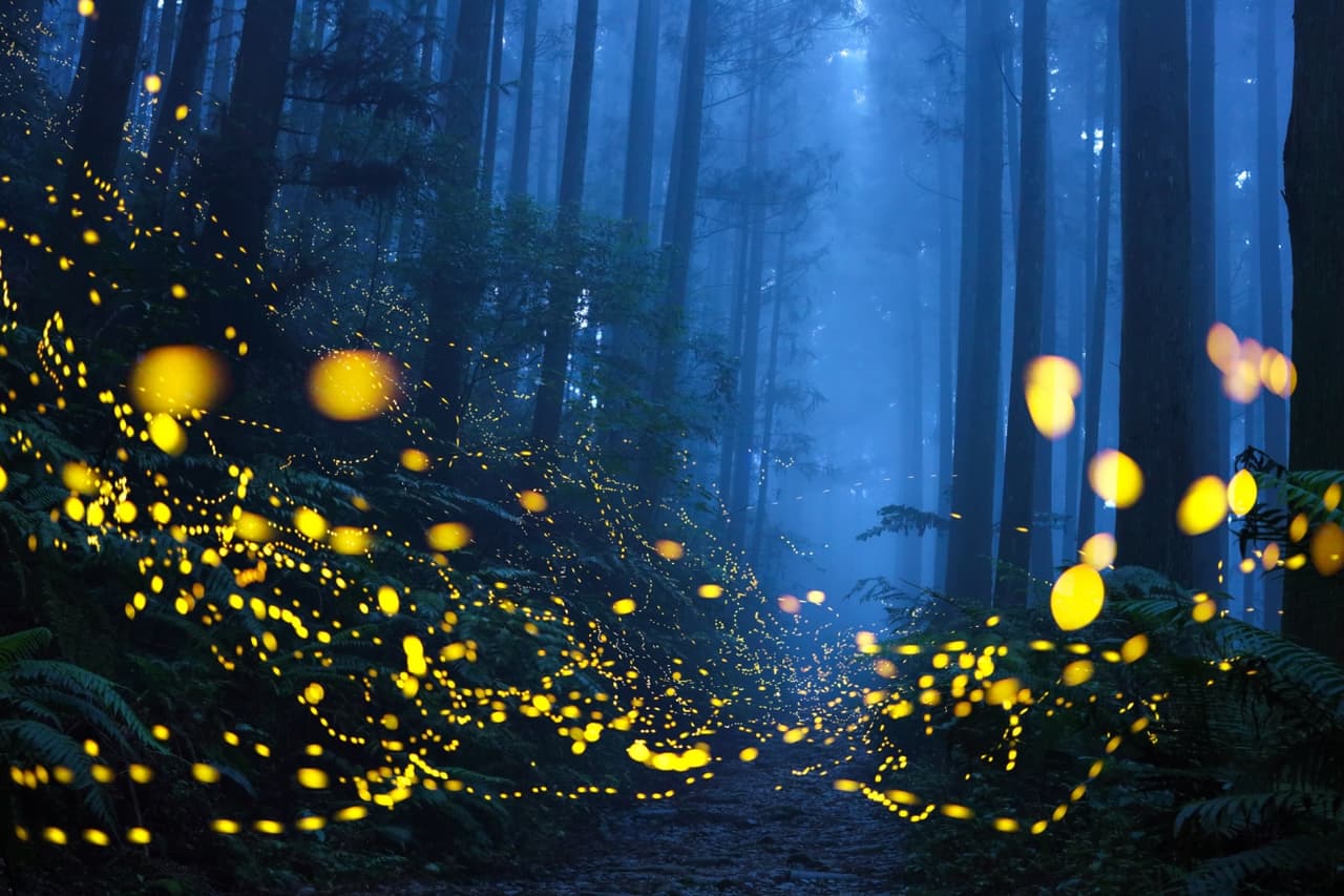 <b>‘Bosque de luz verde’</b>
<br>
<br>Primer lugar en la categoría ‘la belleza de la naturaleza’. “Un sendero en medio de un bosque está iluminado por una multitud de luciérnagas que le dan al paisaje una atmósfera de cuento de hadas”, explicó el premio. “Su bioluminiscencia es parte del ritual de apareamiento”, añadió.