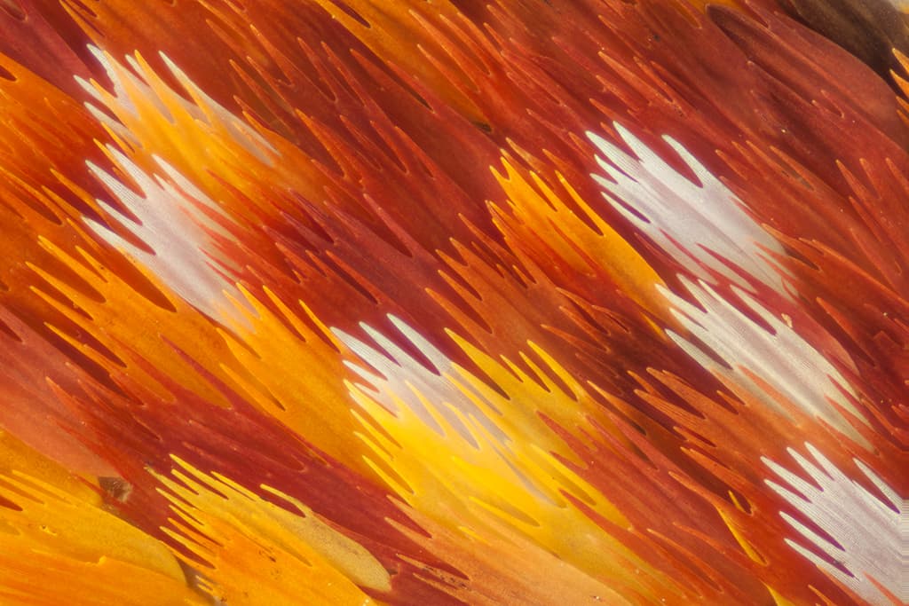 Escamas de la polilla 
<i>Argema mittrei</i>