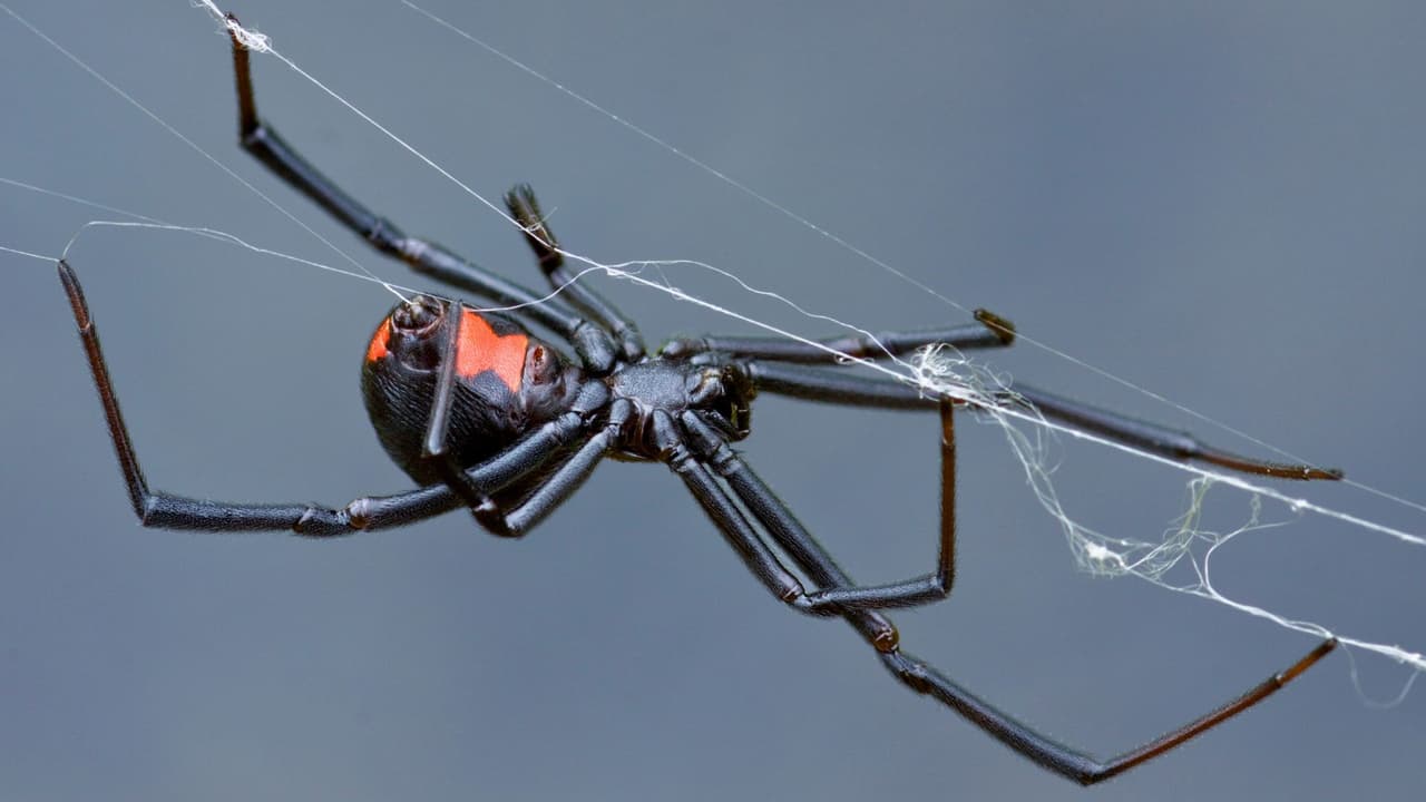 Arañas en Texas: lo que toda familia debe saber para identificarlas y prevenir mordidas 