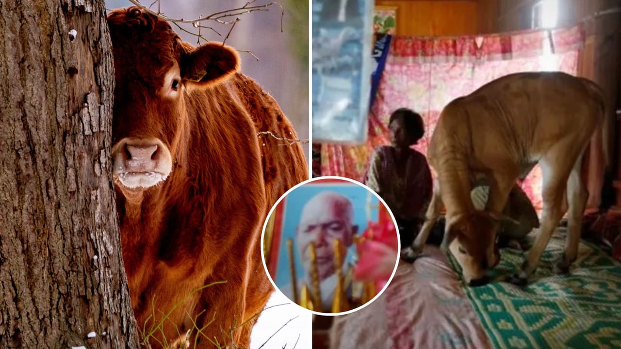 Mujer se casa con una vaca porque asegura que es la reencarnación de su esposo: causa polémica en Internet