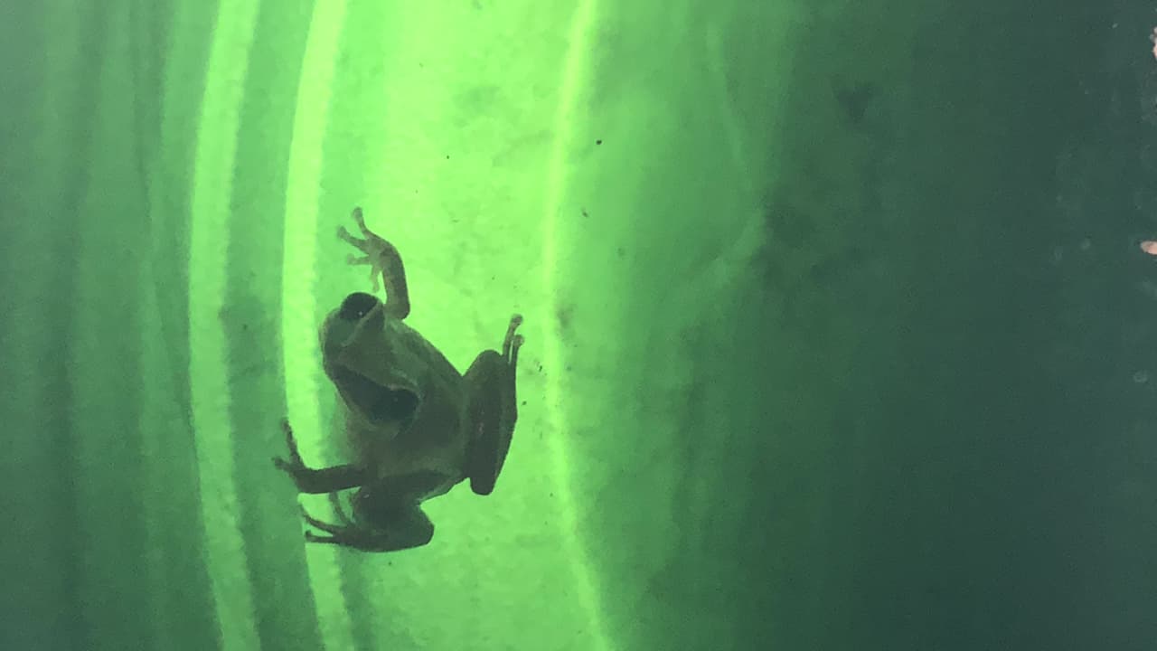 "Los anfibios fueron los primeros animales vertebrados en adaptarse a una vida semiterrestre. Se estima que surgieron de los peces hace unos 360 millones de años. Con el transcurso del tiempo, de ellos se desarrollaron los reptiles que a la vez dieron lugar a los mamíferos y las aves. Aquellos anfibios desaparecieron y más tarde surgieron los anfibios que han logrado sobrevivir hasta el presente", expresó el 
<a href="https://www.univision.com/local/philadelphia-wuvp/hispano-fomenta-la-conservacion-de-especies-en-peligro-de-extincion-a-traves-de-la-educacion">Dr. Carlos Martínez Rivera</a>, especialista en conservación de anfibios y director de ciencia de 
<a href="https://pinelandsalliance.org/" target="_blank">Pinelands Preservation Alliance</a>.