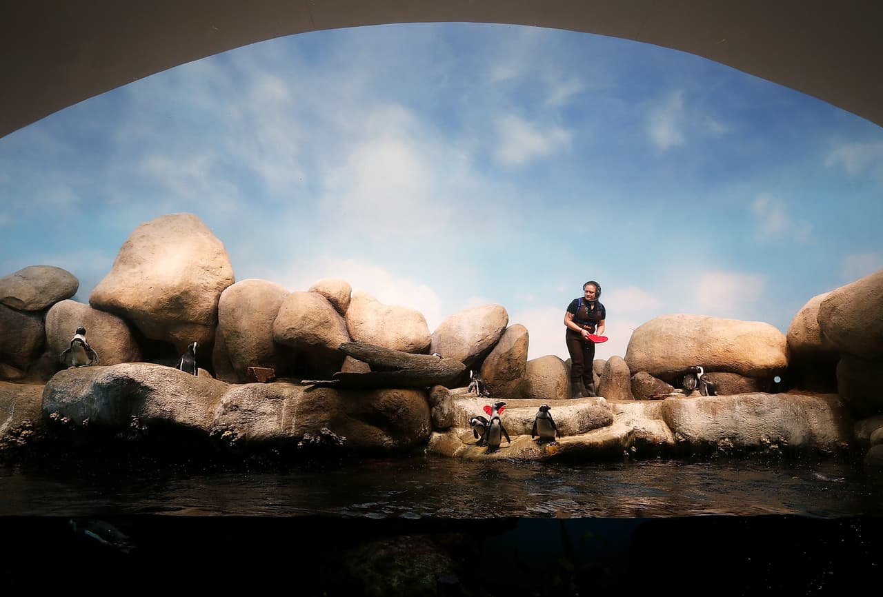 Los pingüinos africanos suelen construir sus nidos con cualquier tipo de material que tengan a su disposición. En este caso, fueron corazones rojos.