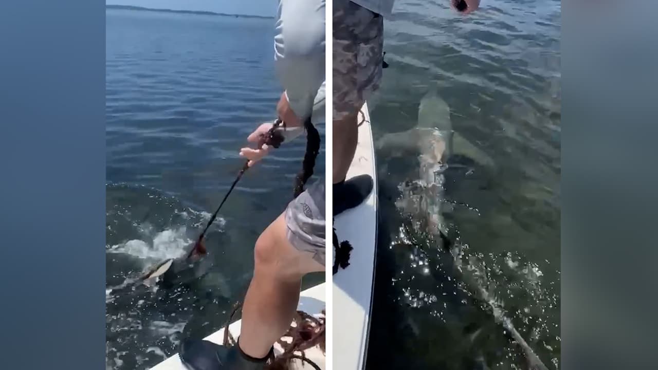 <b>En video: <b>Familia libera a tiburón que estaba enredado en una cuerda de 15 pies en Florida</b></b>
<br>
<br>David Torres utilizó un cuchillo que estaba en la embarcación y pudo liberar al tiburón. Las autoridades están investigando quién pudo amarrar al animal.