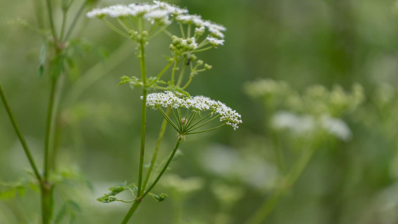 Si la cicuta venenosa está en su propiedad, los expertos dicen que puede quitarla con una pala. Asegúrese de usar mangas largas, pantalones largos y guantes, y mantenga a sus animales y ganado alejados.