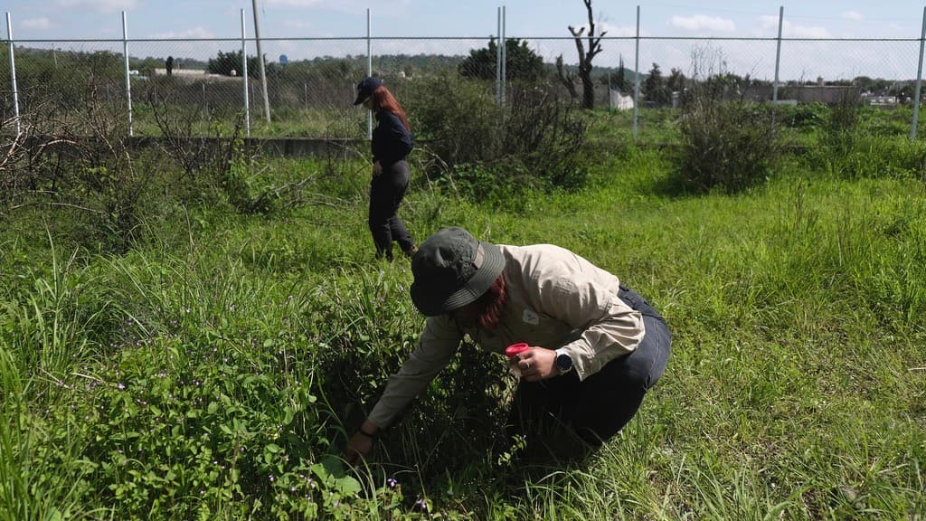 Un miembro de la Comisión Estatal de Búsqueda de Personas Desaparecidas recolecta insectos dentro del predio experimental con el fin de recabar información y mejorar la localización de fosas clandestinas mediante observación, análisis geológicos y drones geoespaciales en Cajititlán, México, el jueves 10 de julio de 2025.