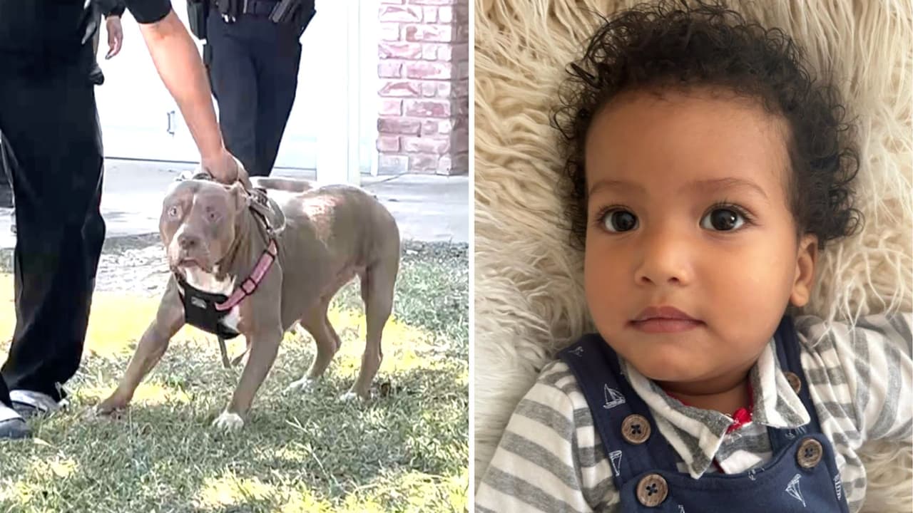 ¿Cómo comenzó el ataque mortal de dos perros pitbull al pequeño de 1 año en Texas?