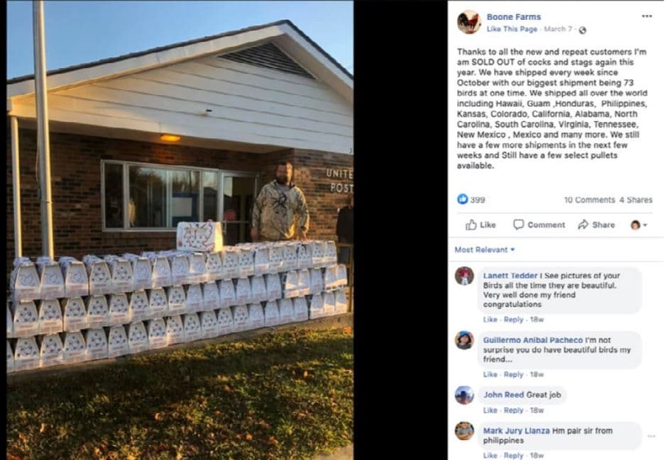 Cody Boone, quien es propietario de una granja en Kentucky, aparece en esta foto con sus gallos dentro de cajas blancas antes de enviarlos a sus clientes.