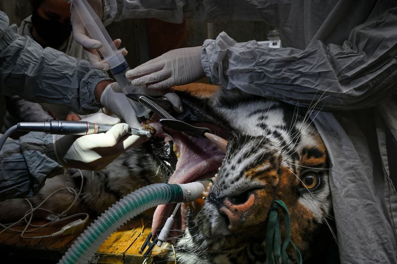 <b>Un tigre en el quirófano</b>
<br>
<br>Baikal, un tigre siberiano de 14 años, fue sometido a una cirugía bucal para curar una infección. La realizaron en el Parque Zoológico y Botánico de Mulhouse, Francia, el 17 de marzo.