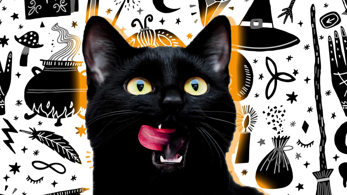 Durante las últimas semanas, se ha reportado la desaparición de varios gatos negros en dos aldeas vecinas en el norte de Yorkshire, Inglaterra. Este suceso misterioso, ha sido relacionado con el acercamiento de Halloween, por las creencias que envuelven a estas criaturas desde tiempos remotos.