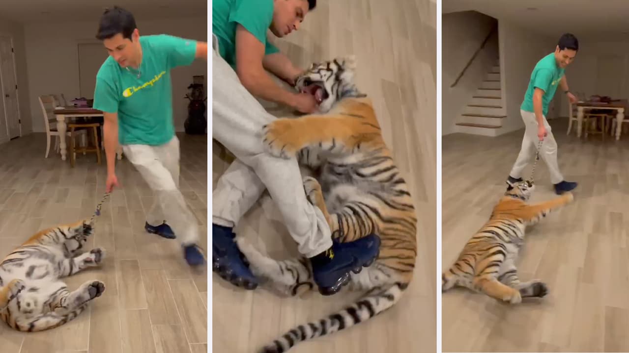 El tigre llamado "India" apareció el pasado 15 de mayo, según anunciaba la 
<a href="https://twitter.com/houstonpolice/status/1393749159673430017" target="_blank">policía de Houston.</a> La esposa de Victor Cuevas fue quien llamó a las autoridades para entregar al felino.